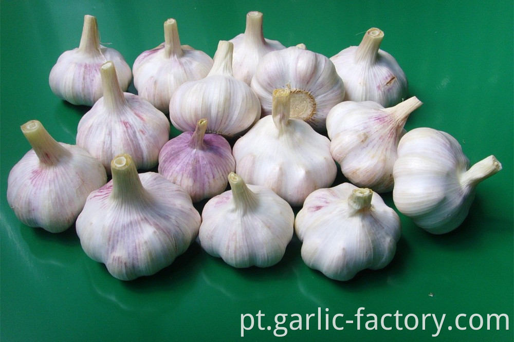 Normal White Garlic Purple Garlic Price 